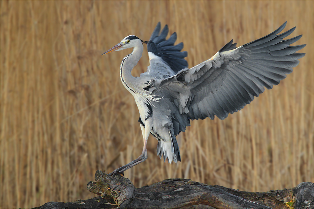 Ardea cinerea