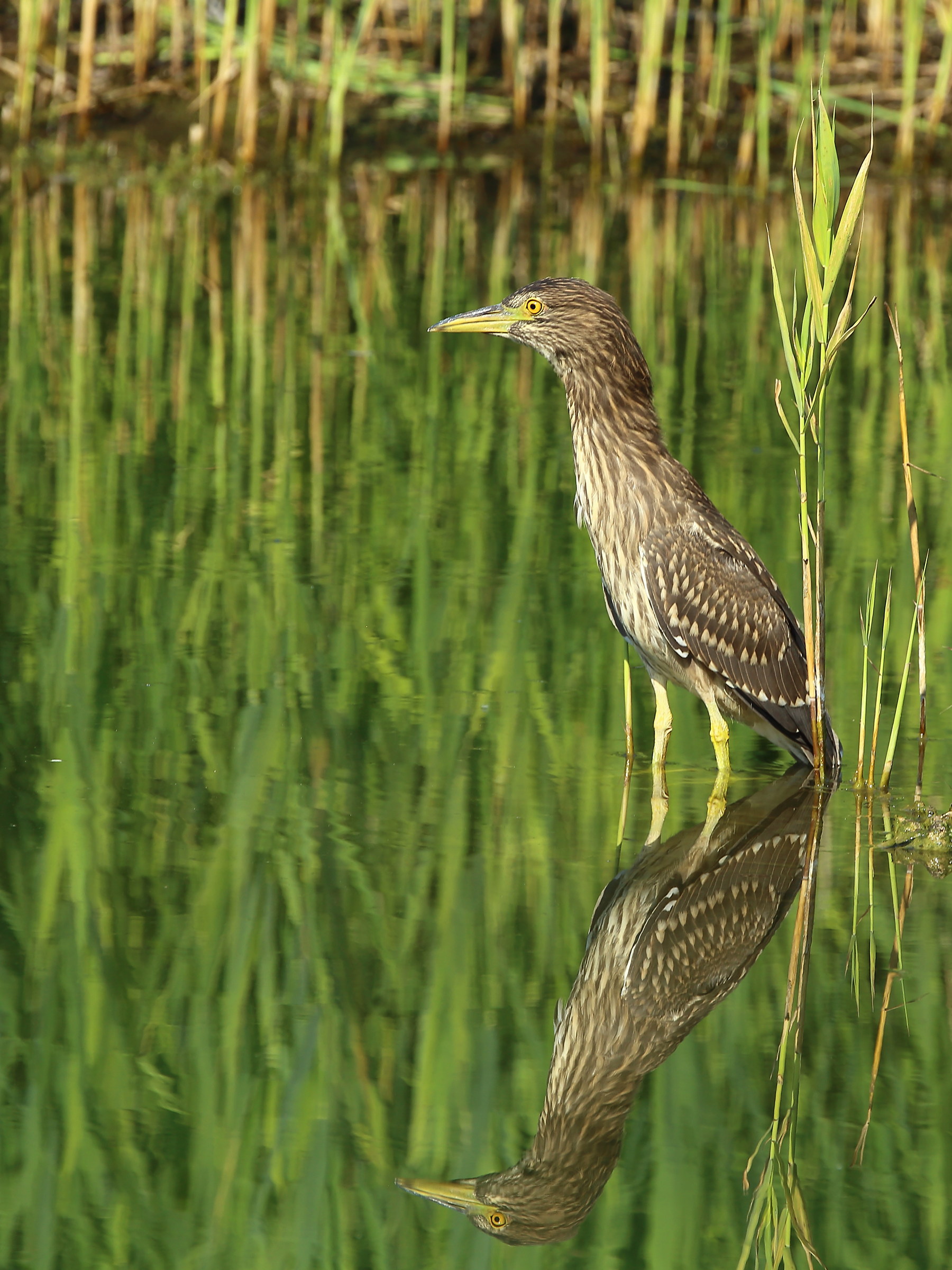 Night Heron - young reflections