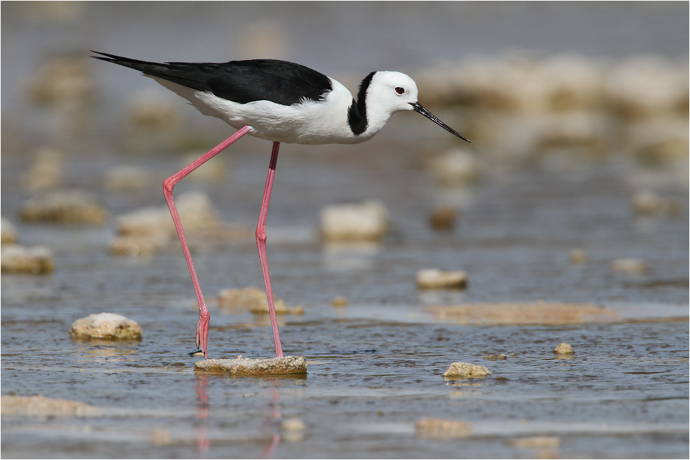 Himantopus leucocephalus