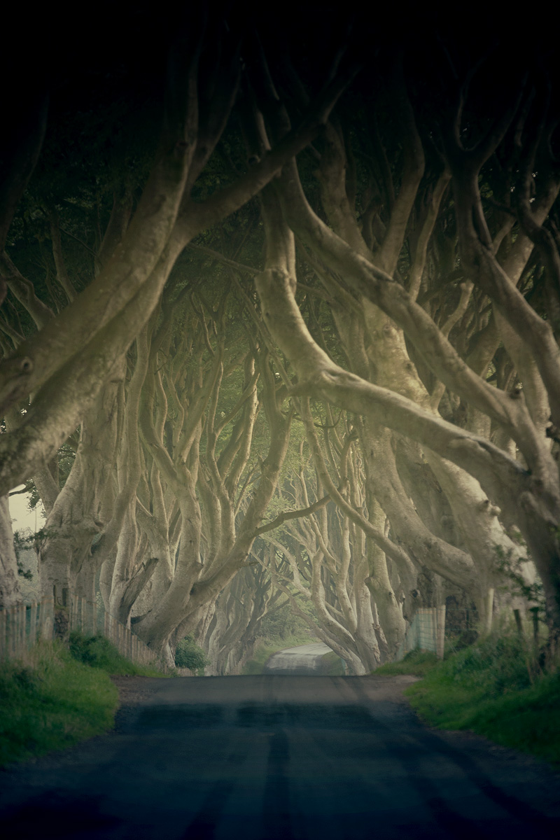 The Dark Hedges - rielaborazione Fantasy