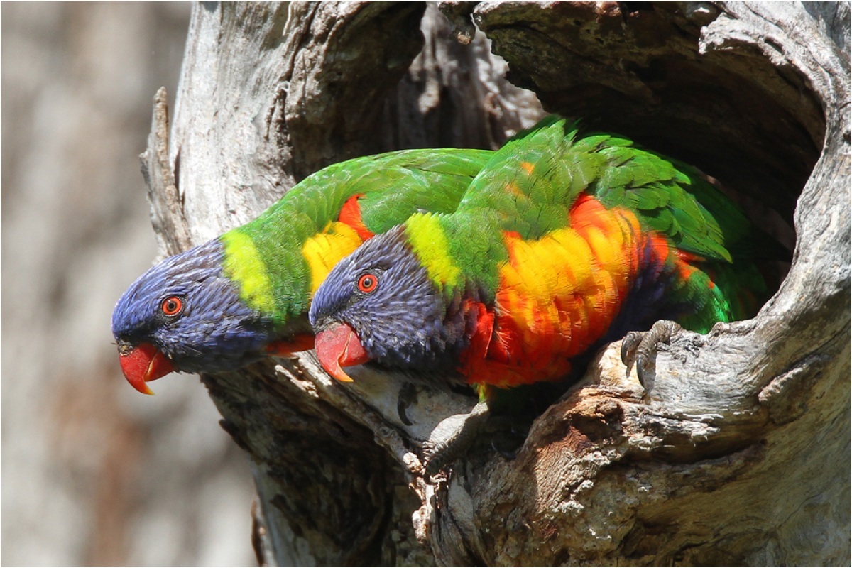 Trichoglossus haematodus