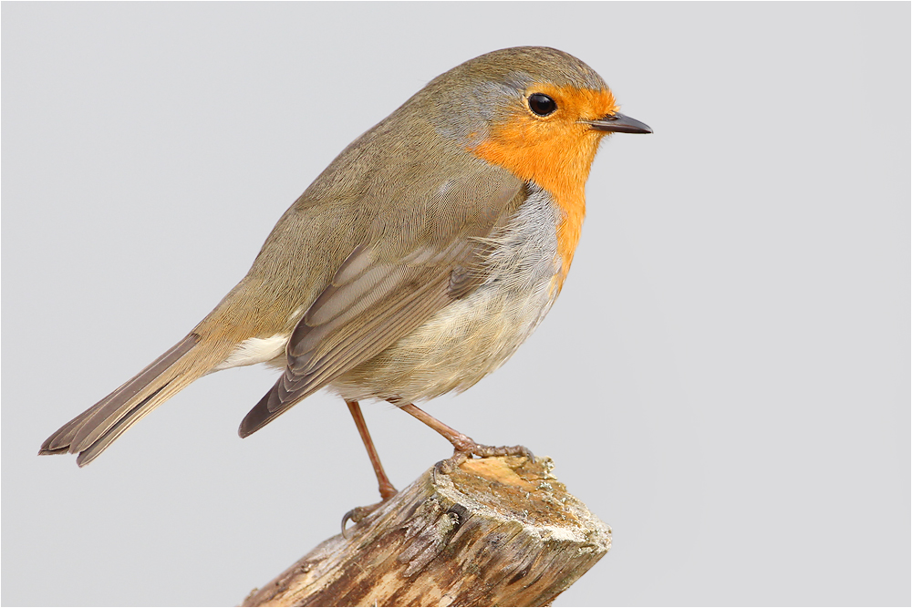 Erithacus rubecula