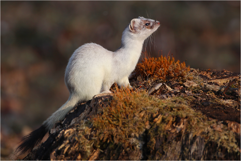 ermine