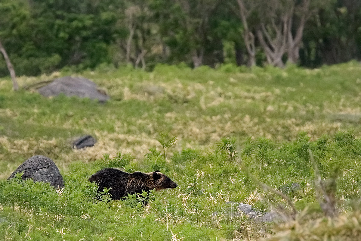 ursus arctos yesoensis