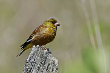 Carduelis sinica