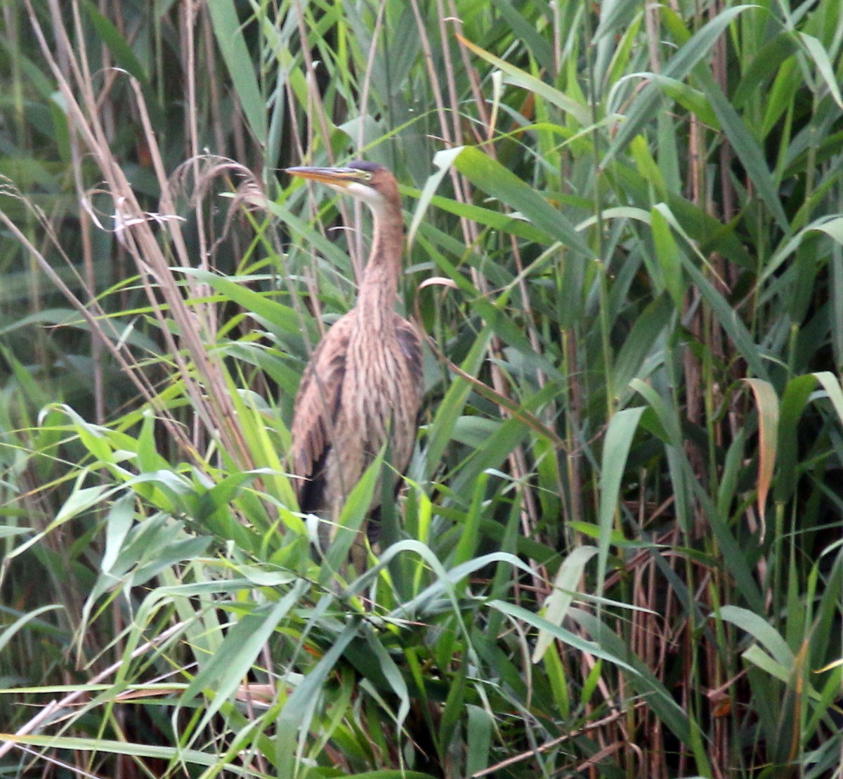 purple heron young
