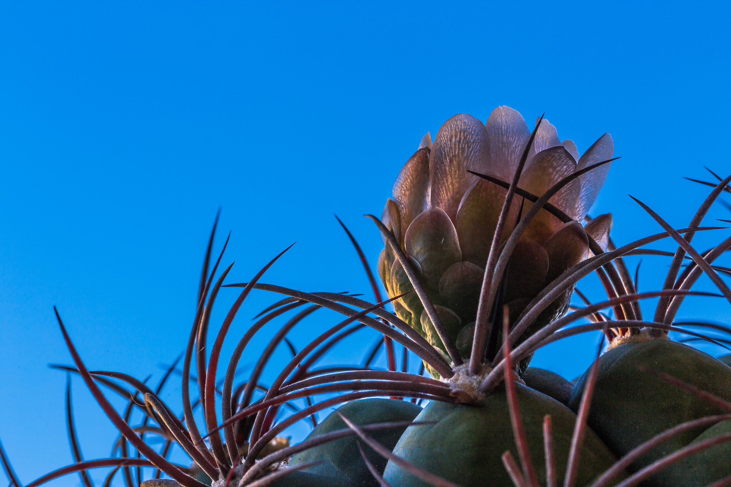 in spite of everything