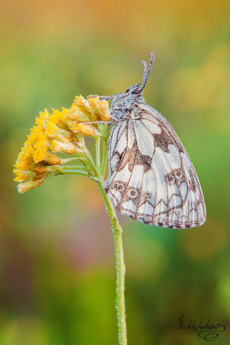Melanargia galathea