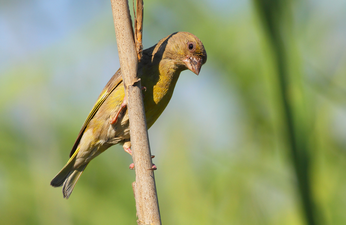 Young greenfinch