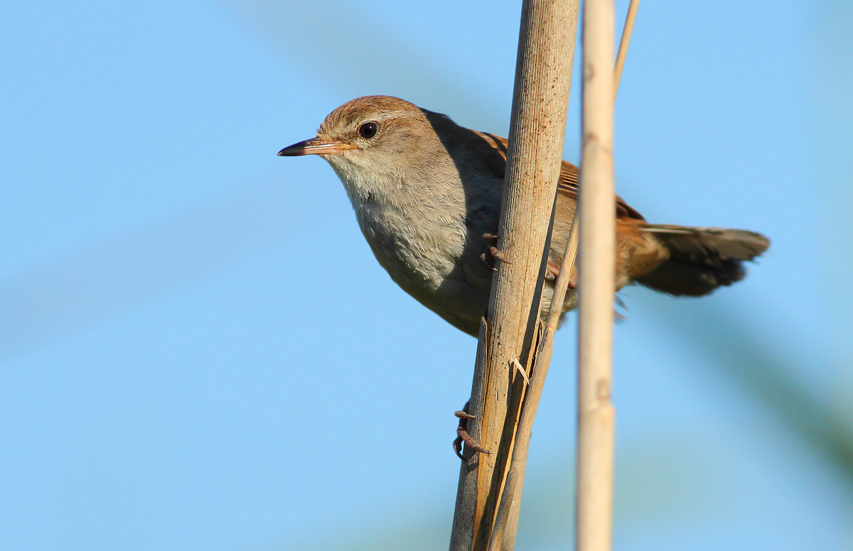Cetti's Warbler