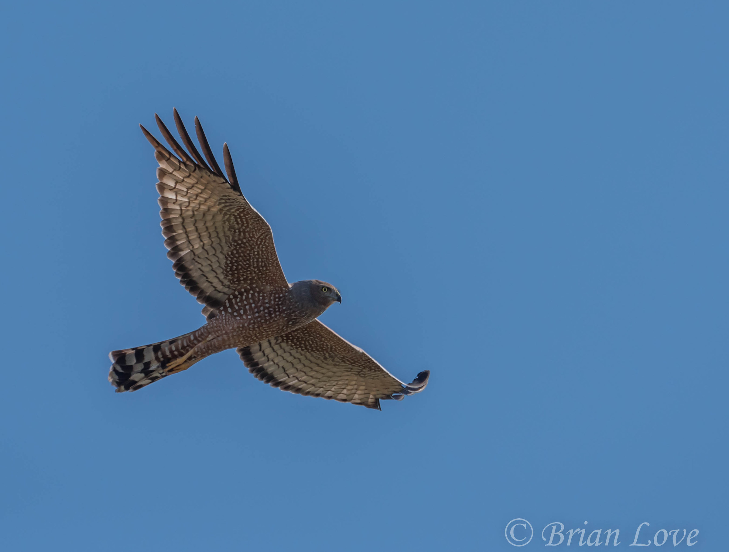 Spotted Harrier