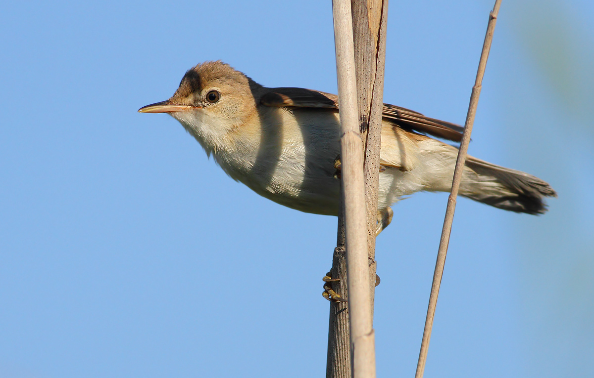 reed warbler
