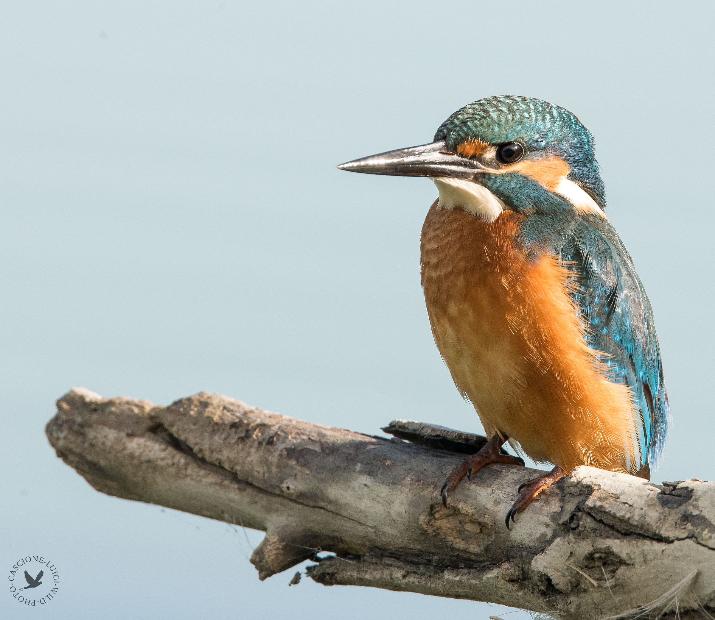 Il piccoletto ( sono in ferie e mi manca il martino)
