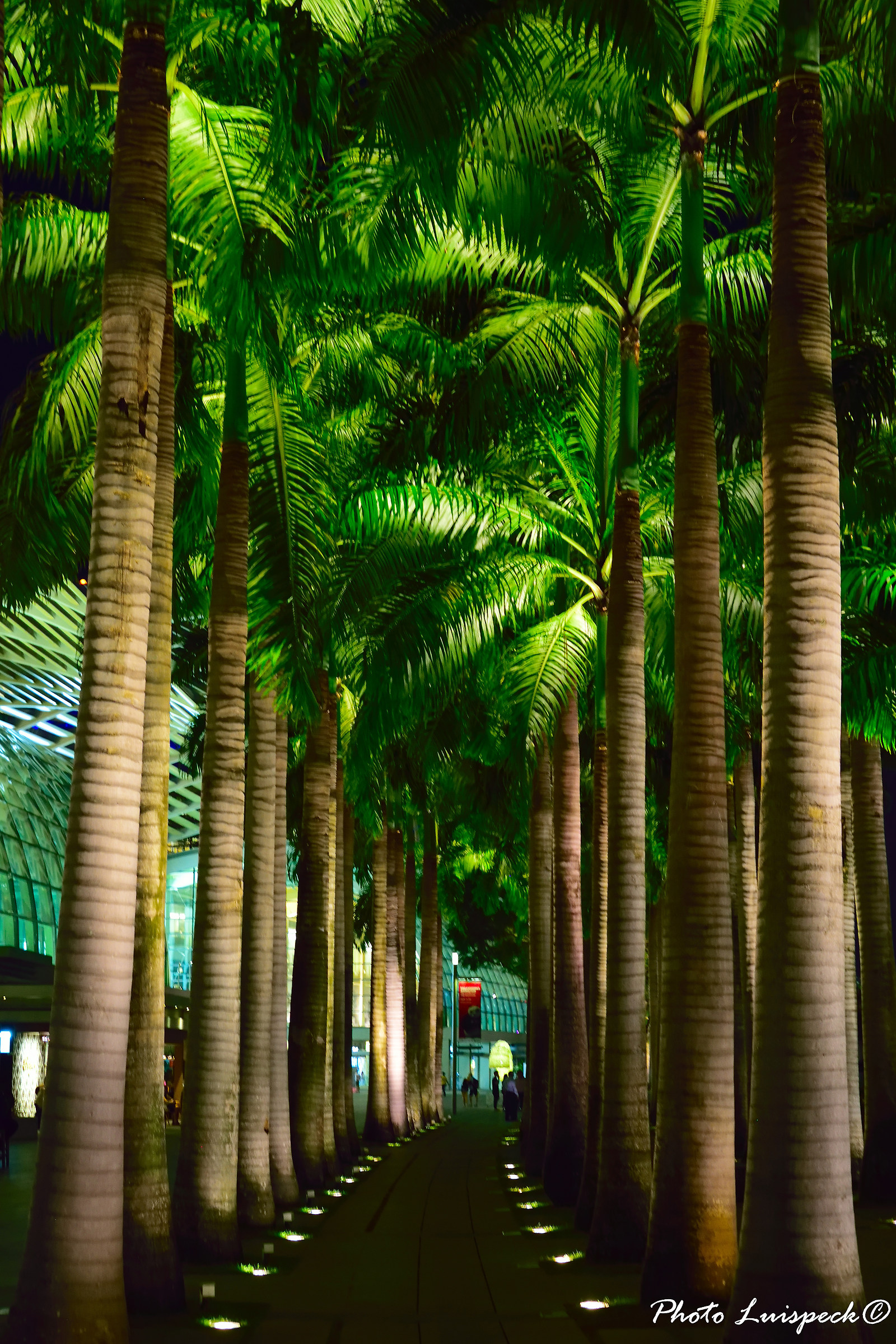 Palm trees in city