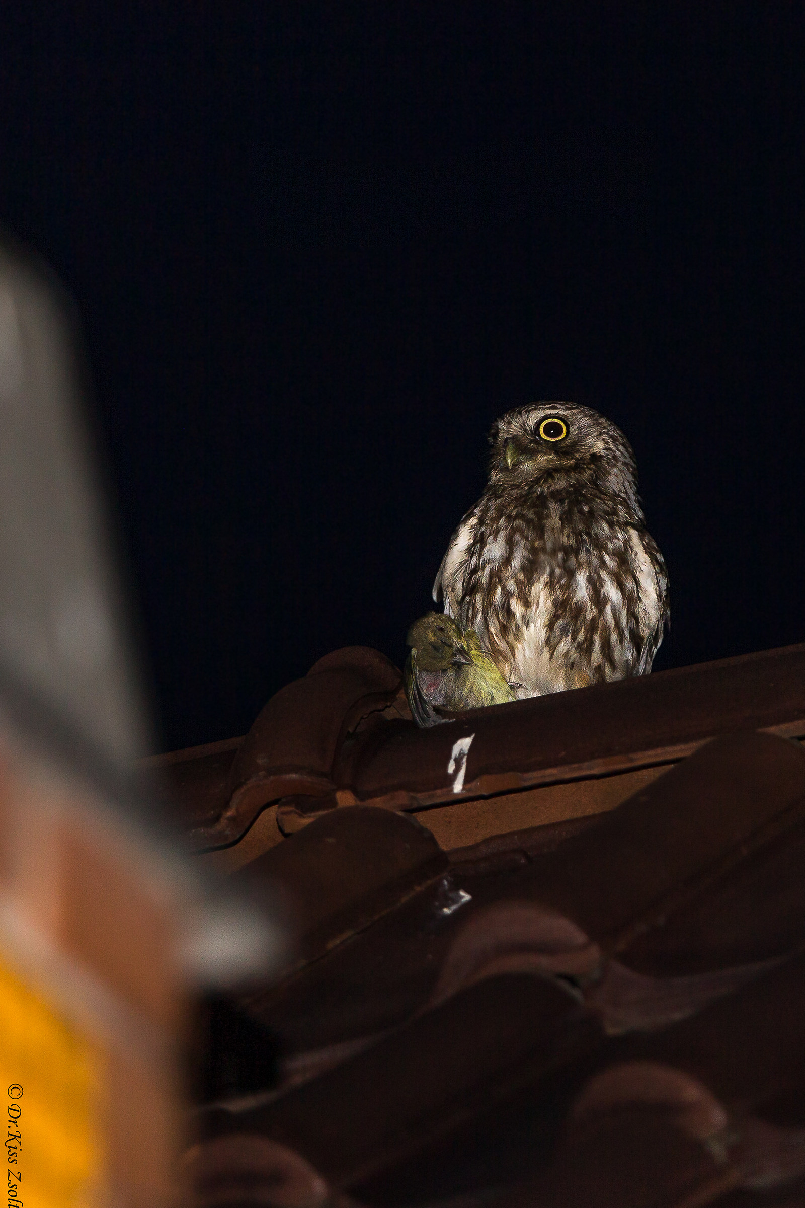 Piccolo gufo cattura Verdone