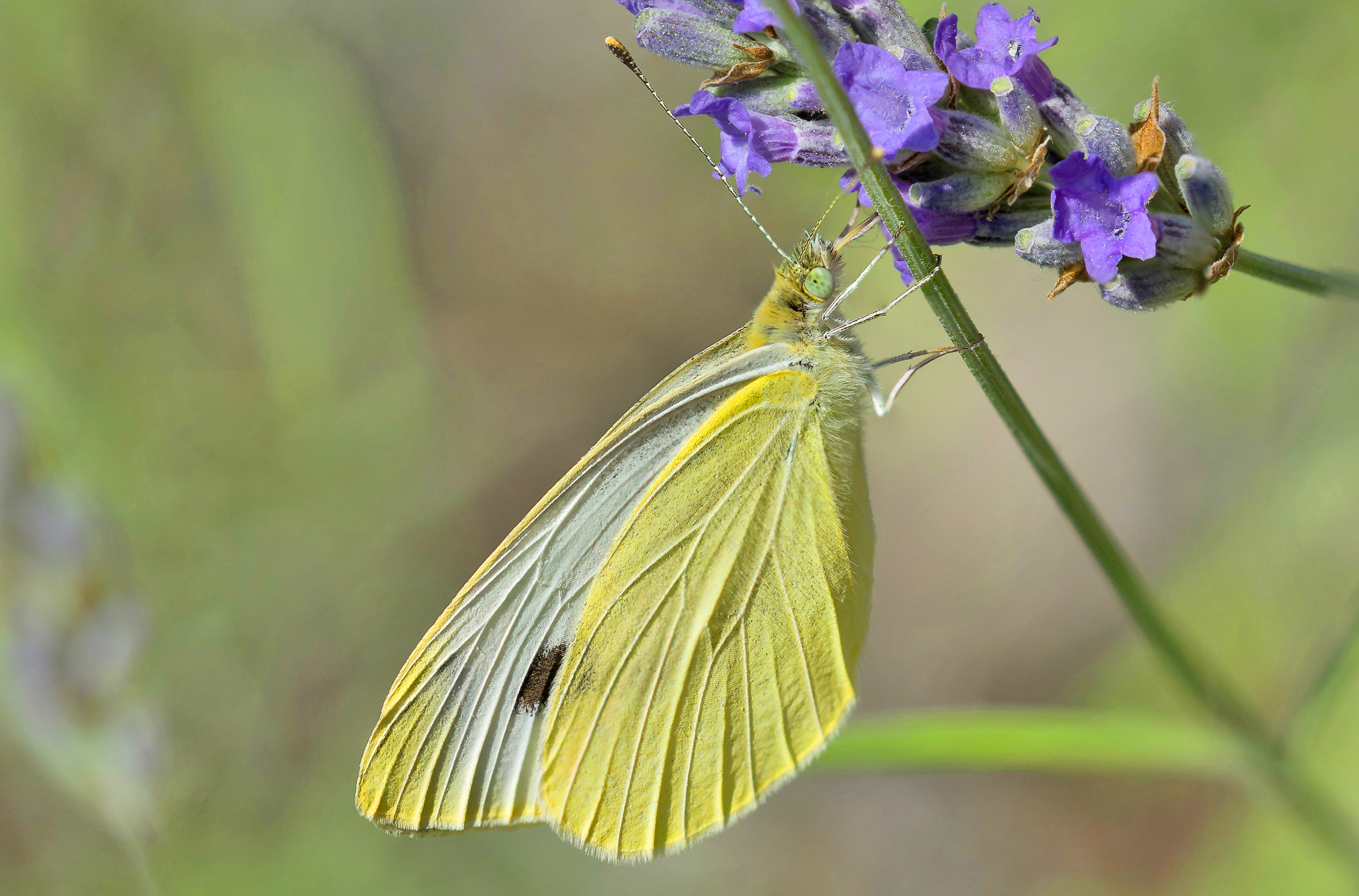 Nettare di lavanda ( Pieris Brassicae - Cavolaia Magg.)