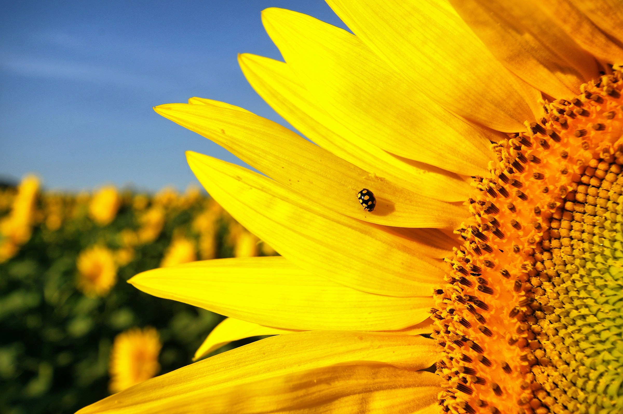Sunflower with guest