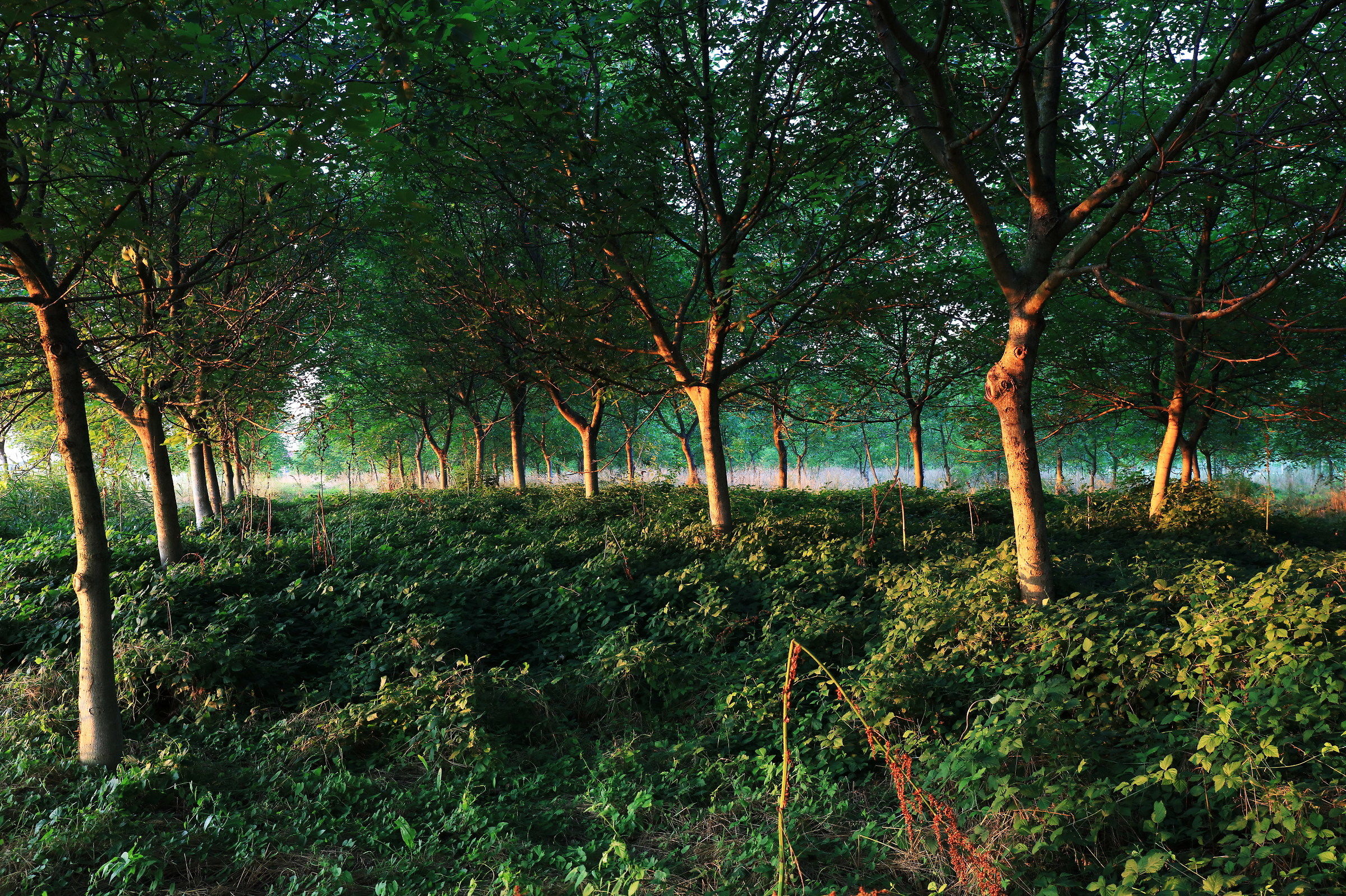 Within a small forest