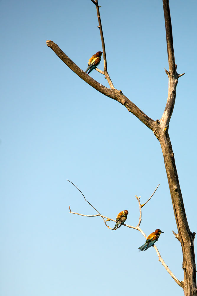 Albero dei Gruccioni
