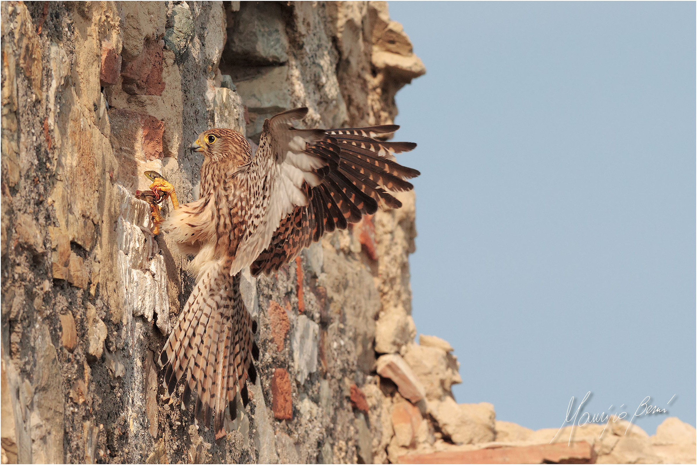 Kestrel with prey