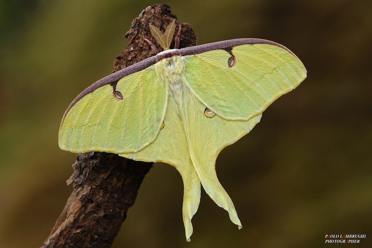 actias moon