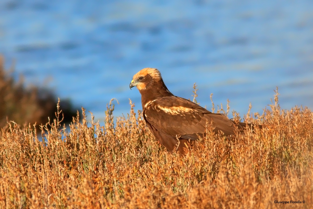 Marsh Harrier