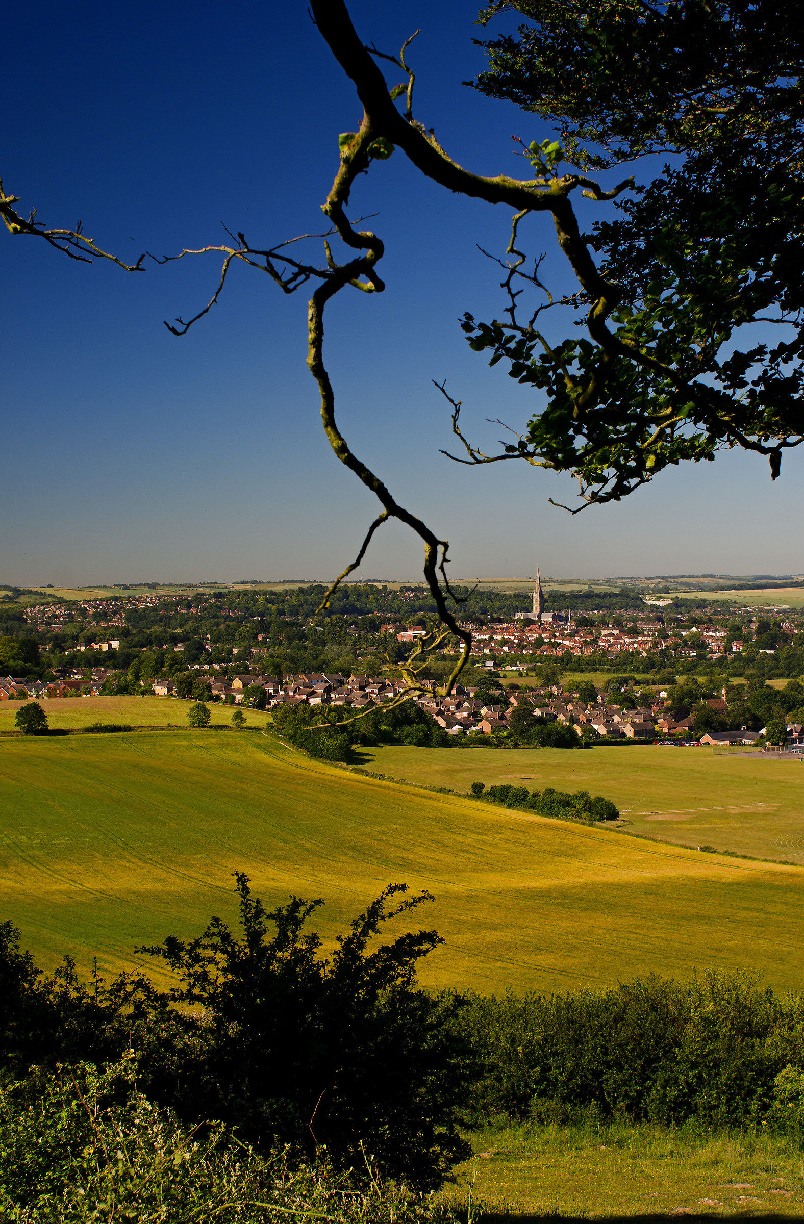 Salisbury e Cattedrale dal Laverstock Giù