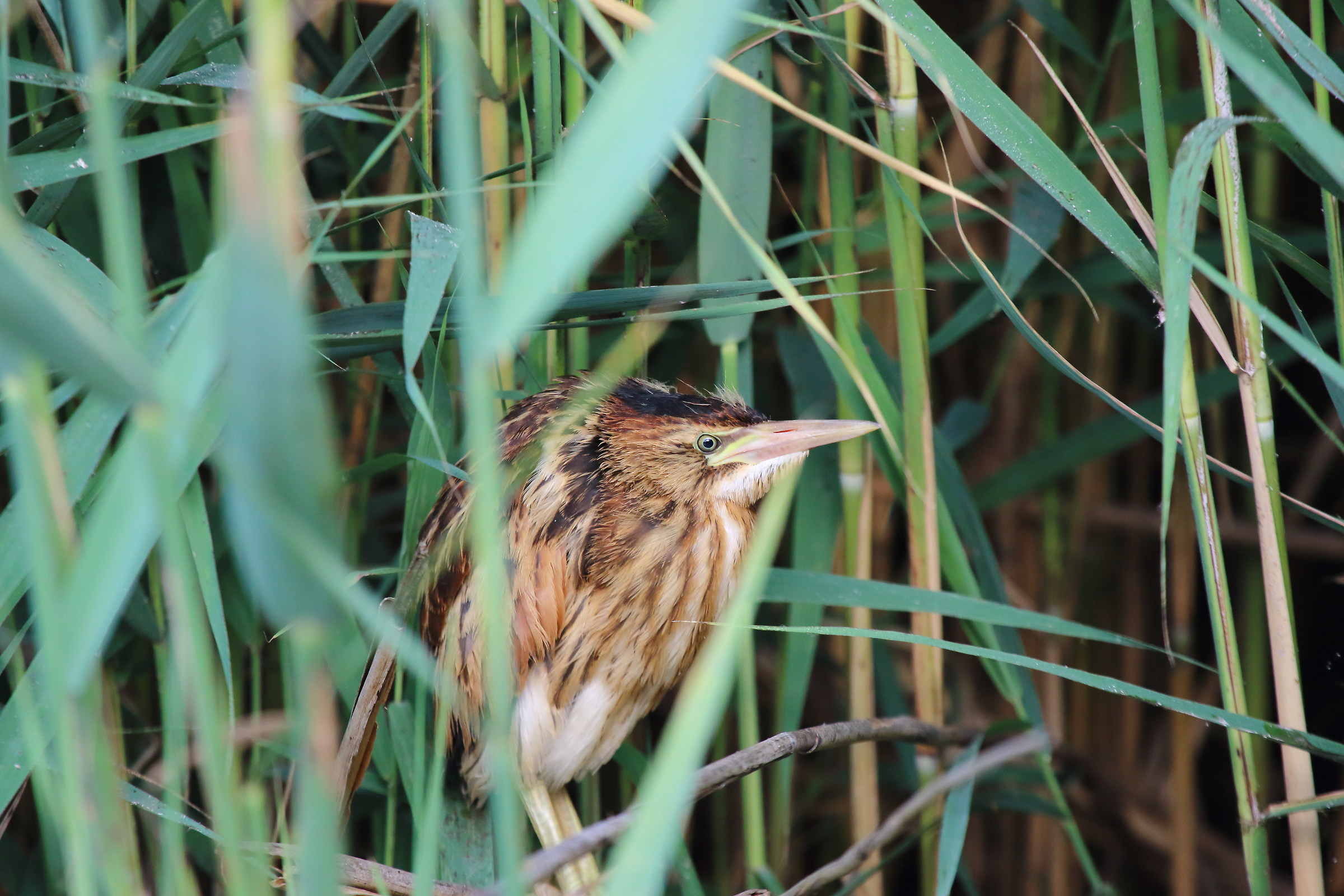 little bittern in the nest