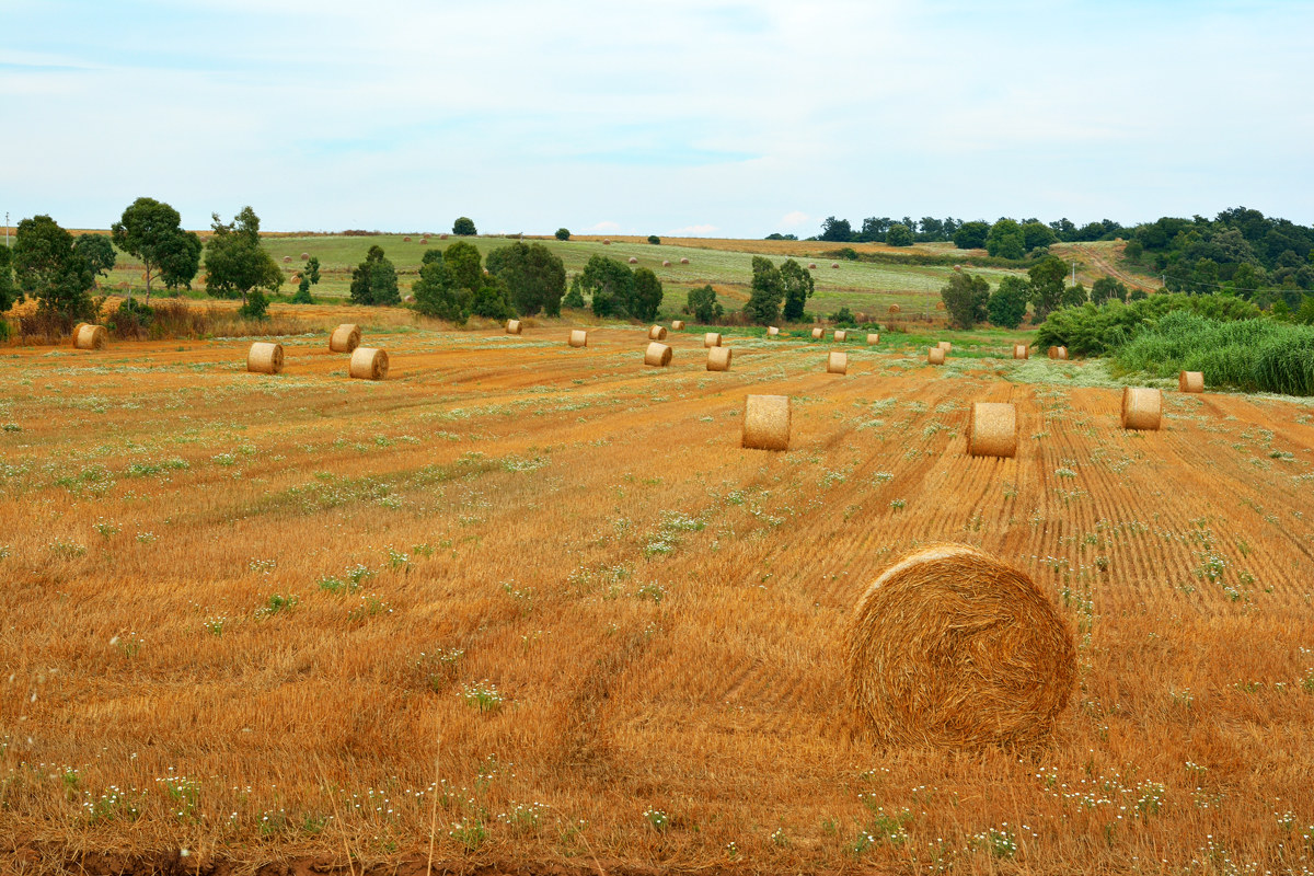 Rotolando in campagna - Anzio 20150629