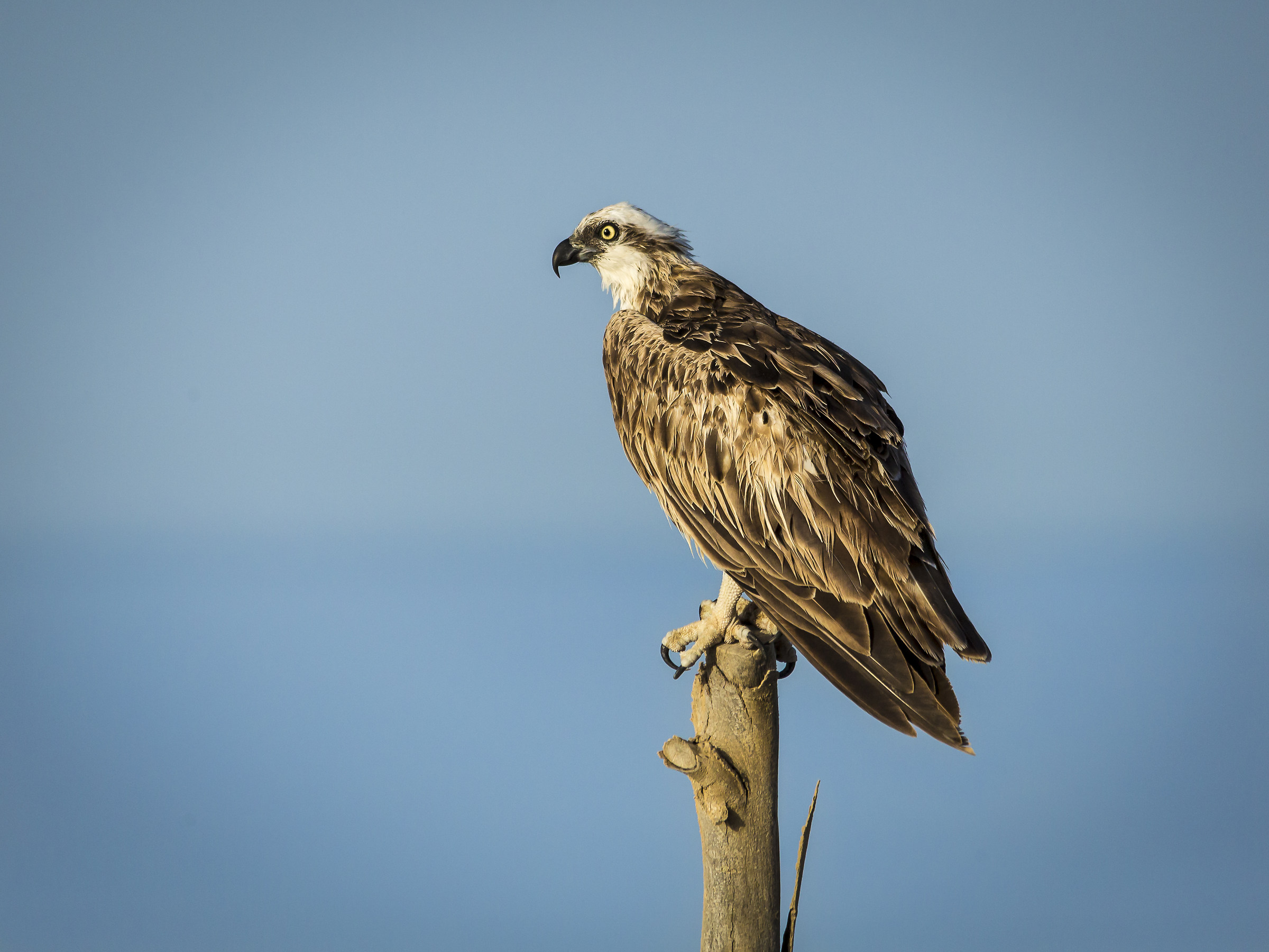 the rest of the Hawk