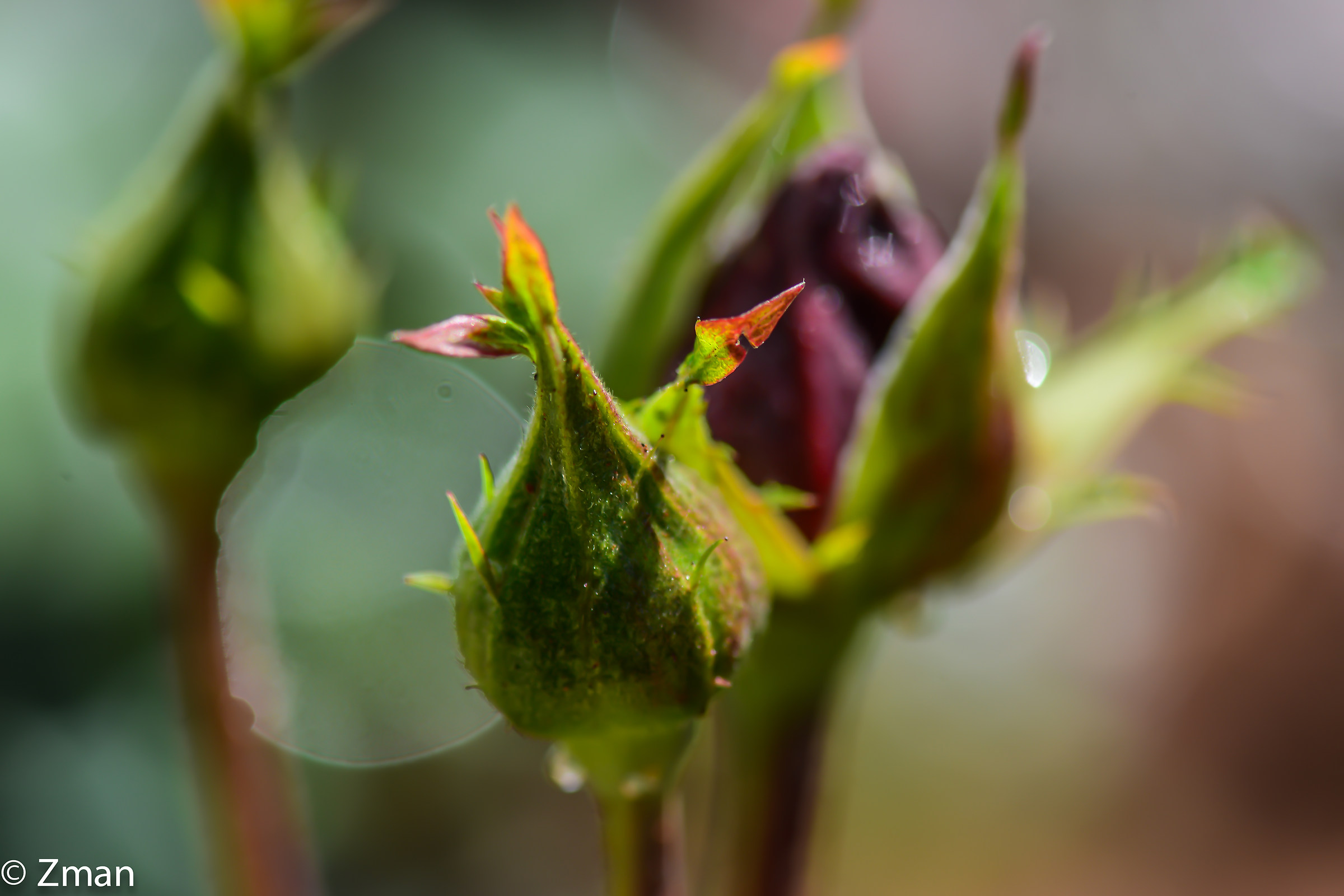Rose Bud