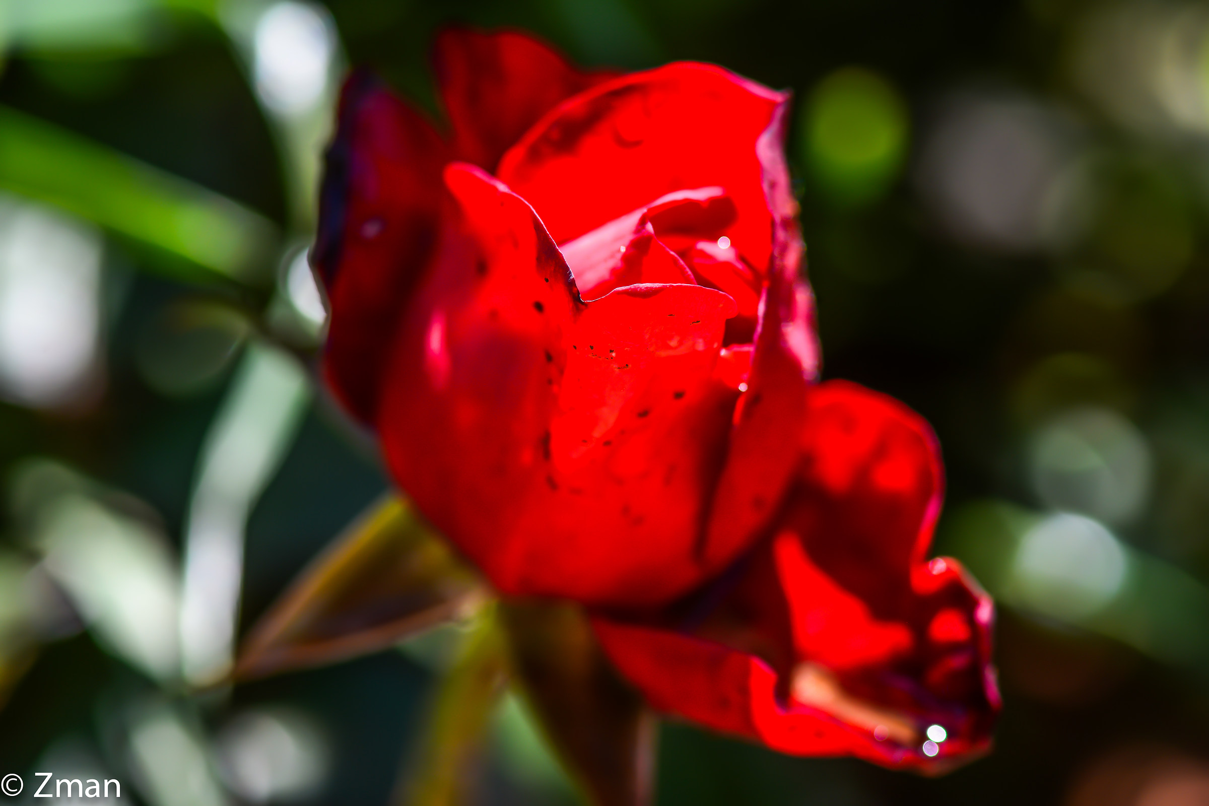 Red Rose
