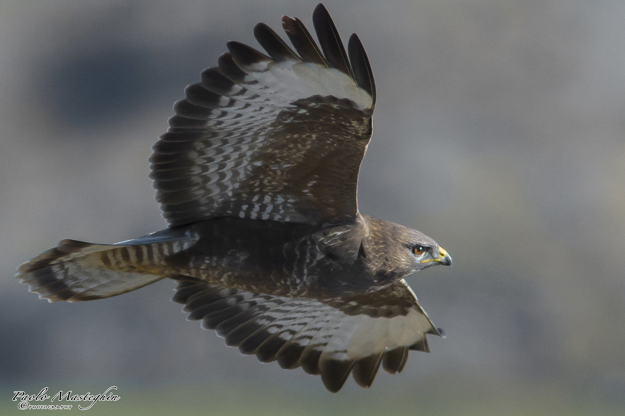Poiana in volo tattico...