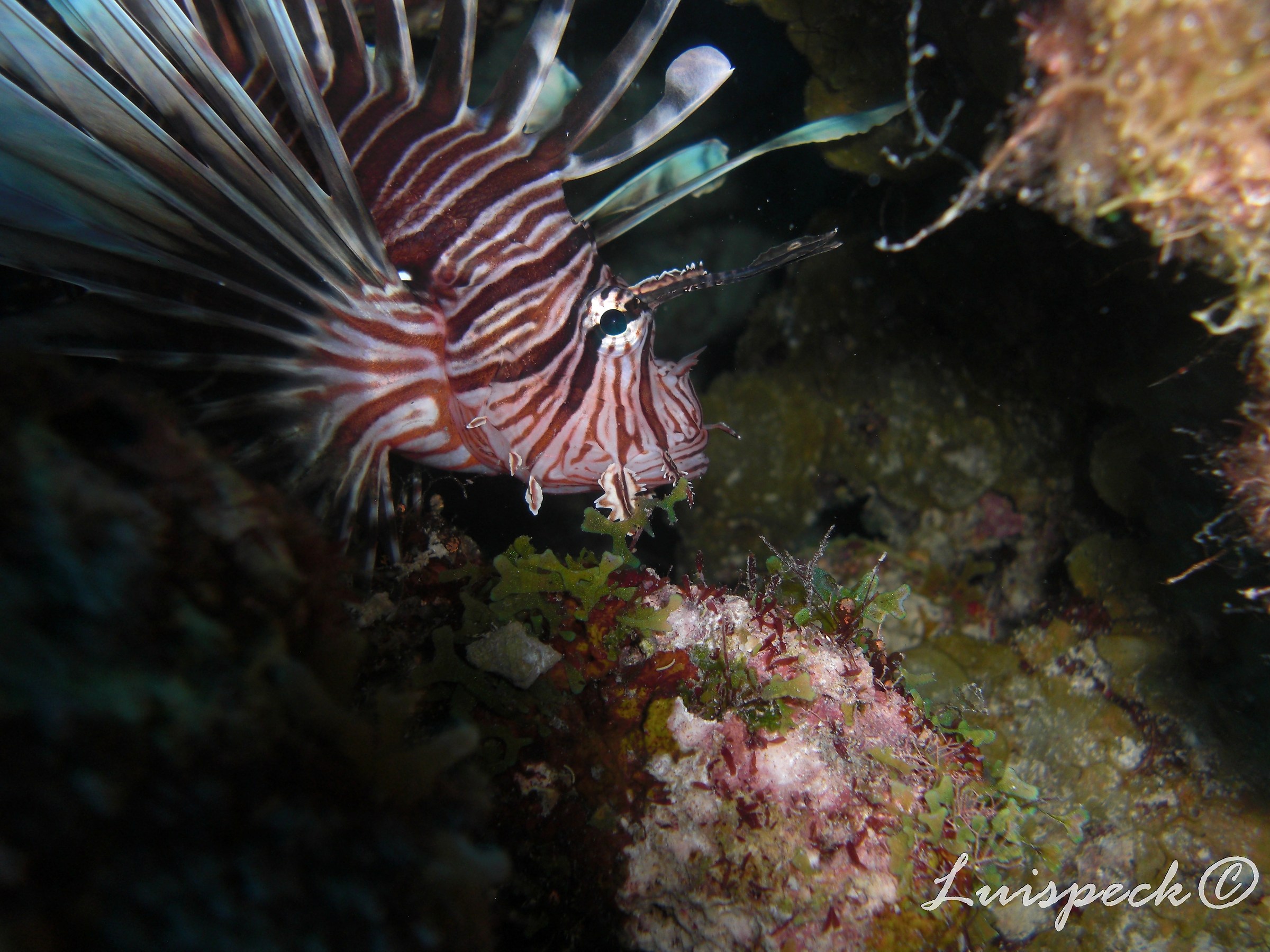 Lionfish