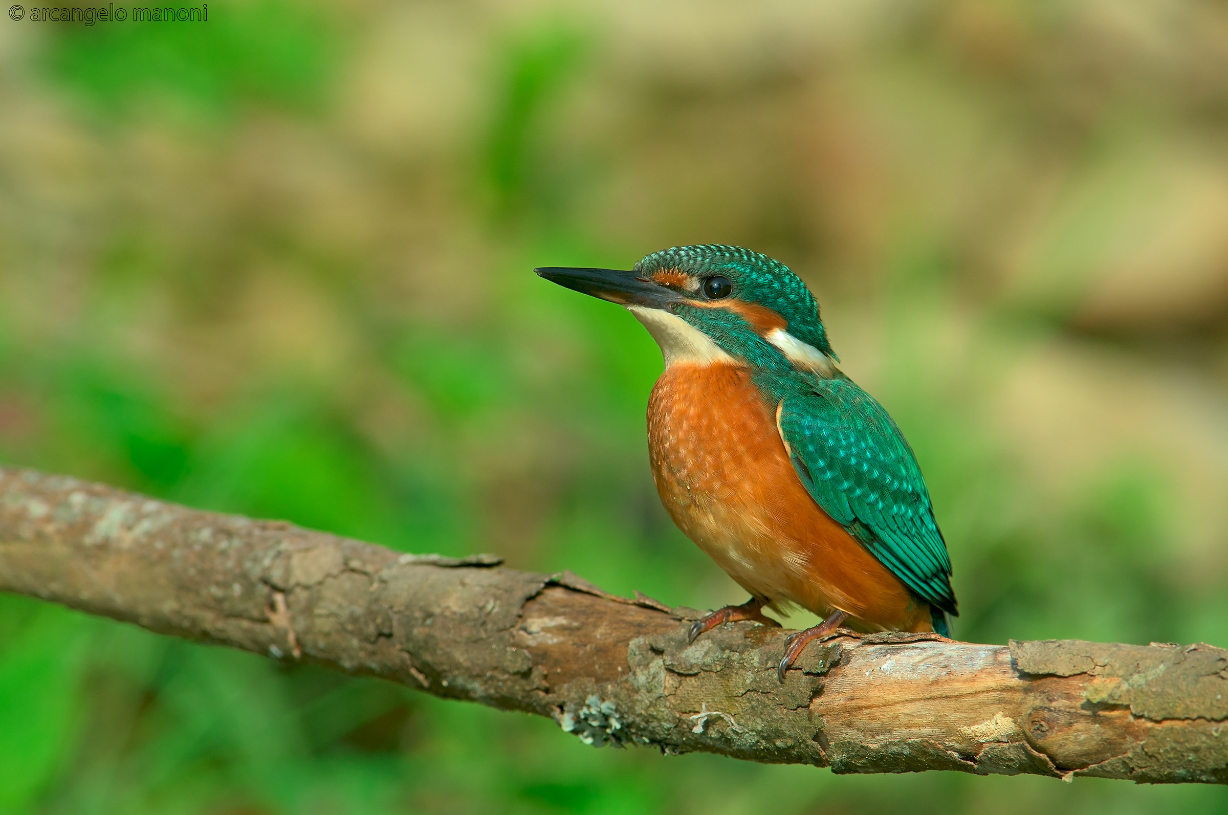 Martino a luglio 2015