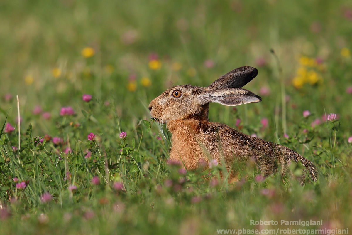 Mimicry among the flowers