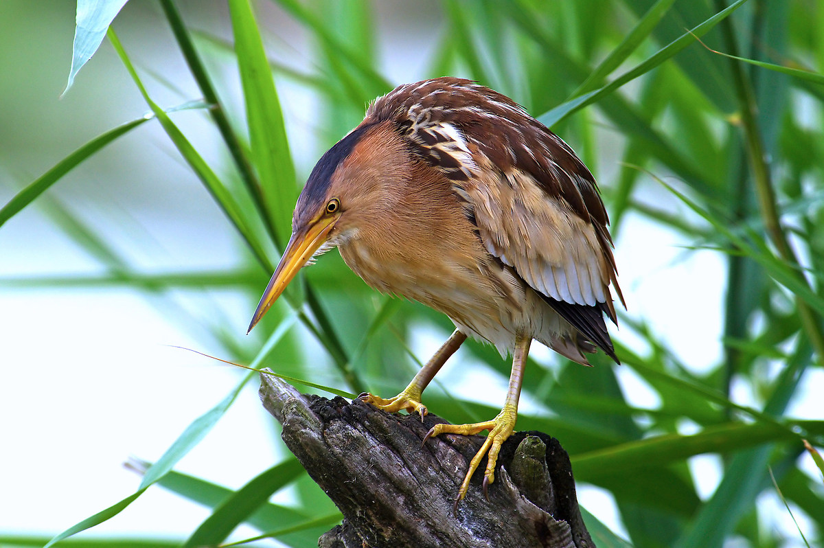 Bittern