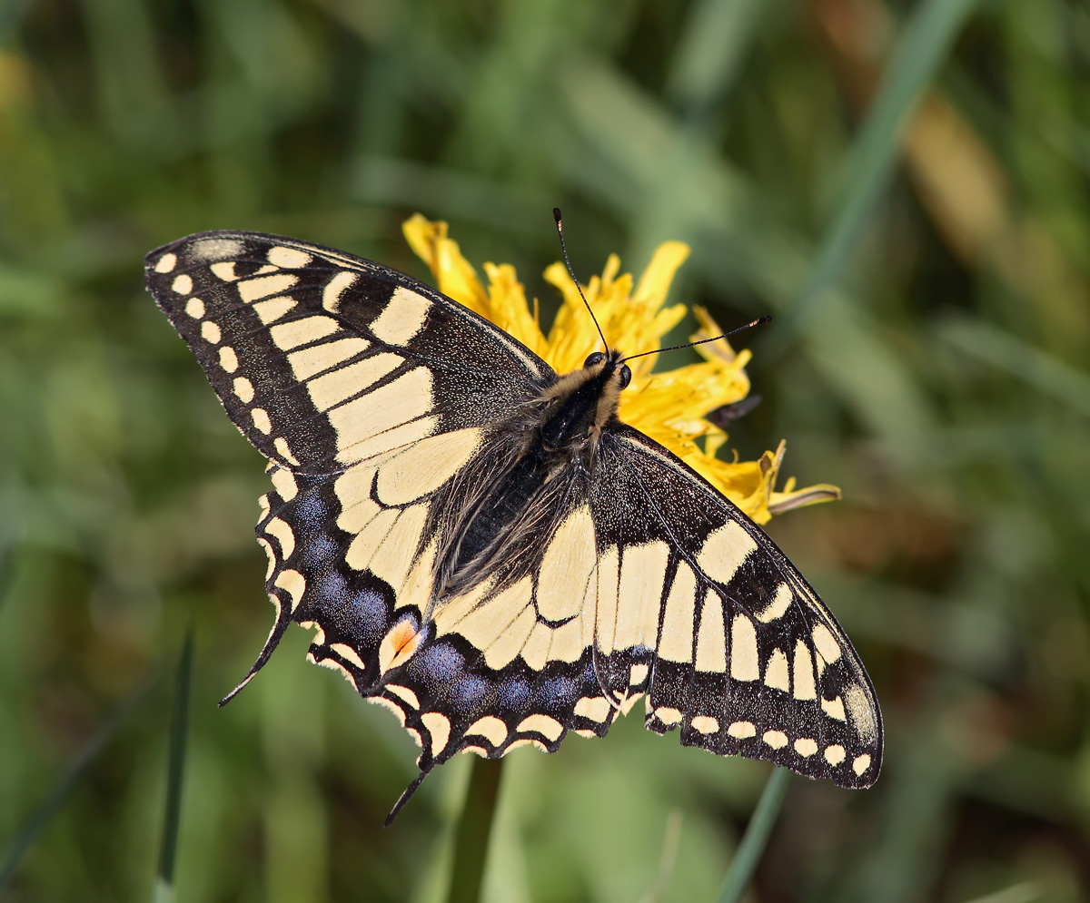 Machaon