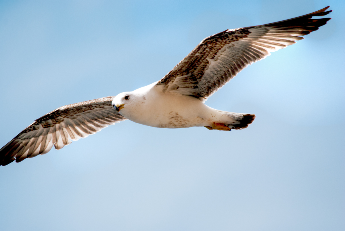 Black-headed Gull