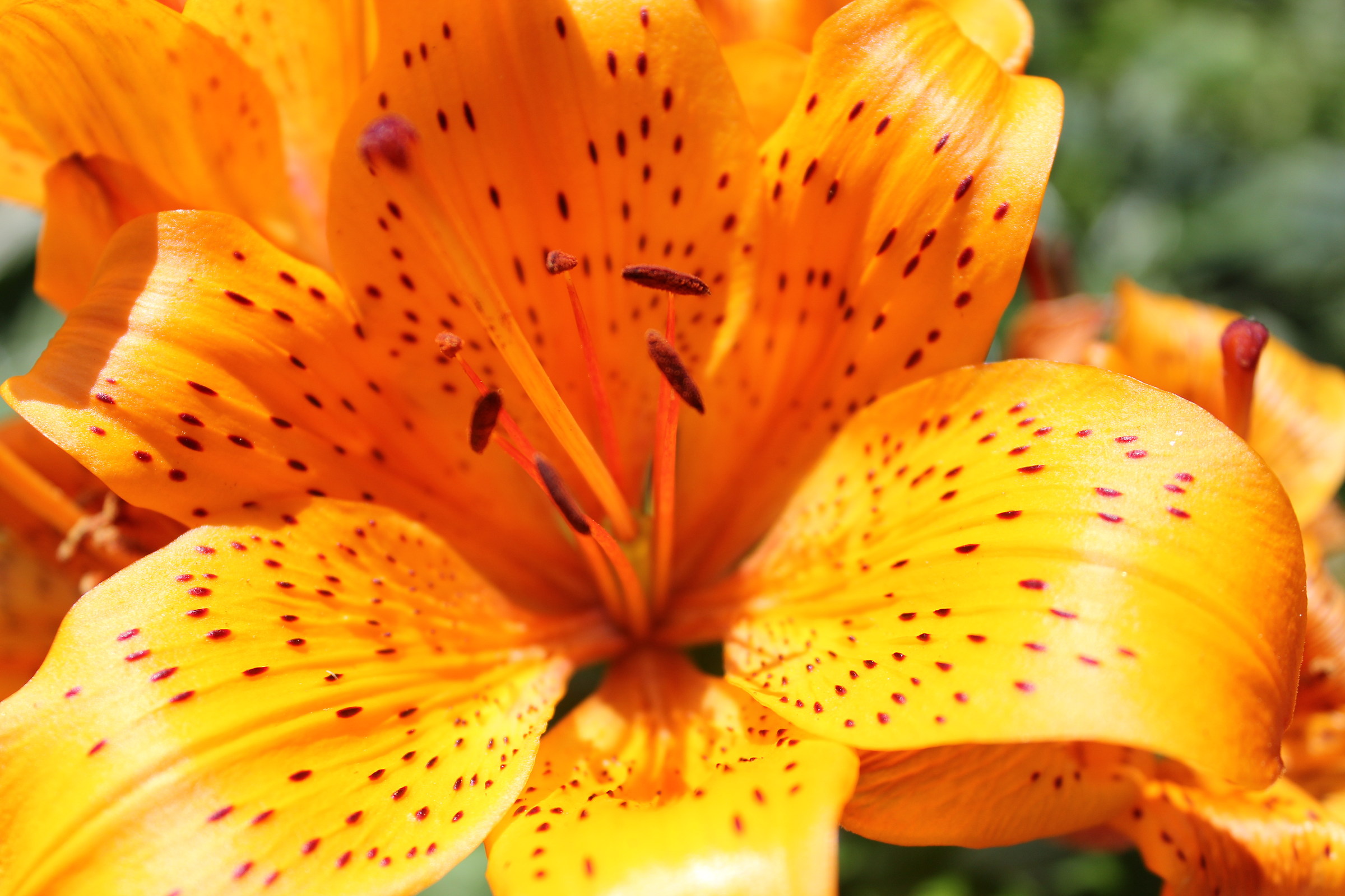 I wanted to try the macro of the new machine fotografic