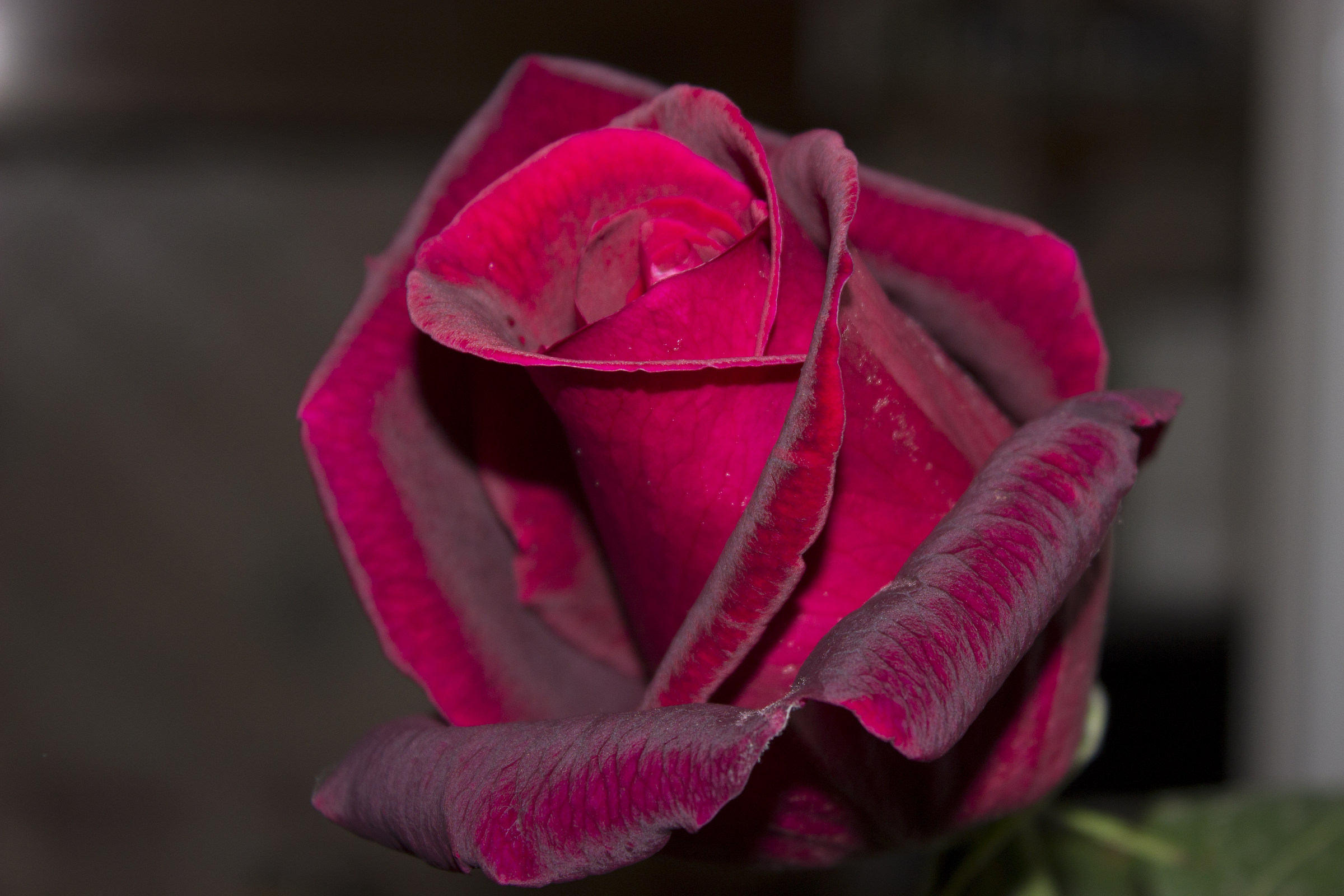 rose del nostro giardino