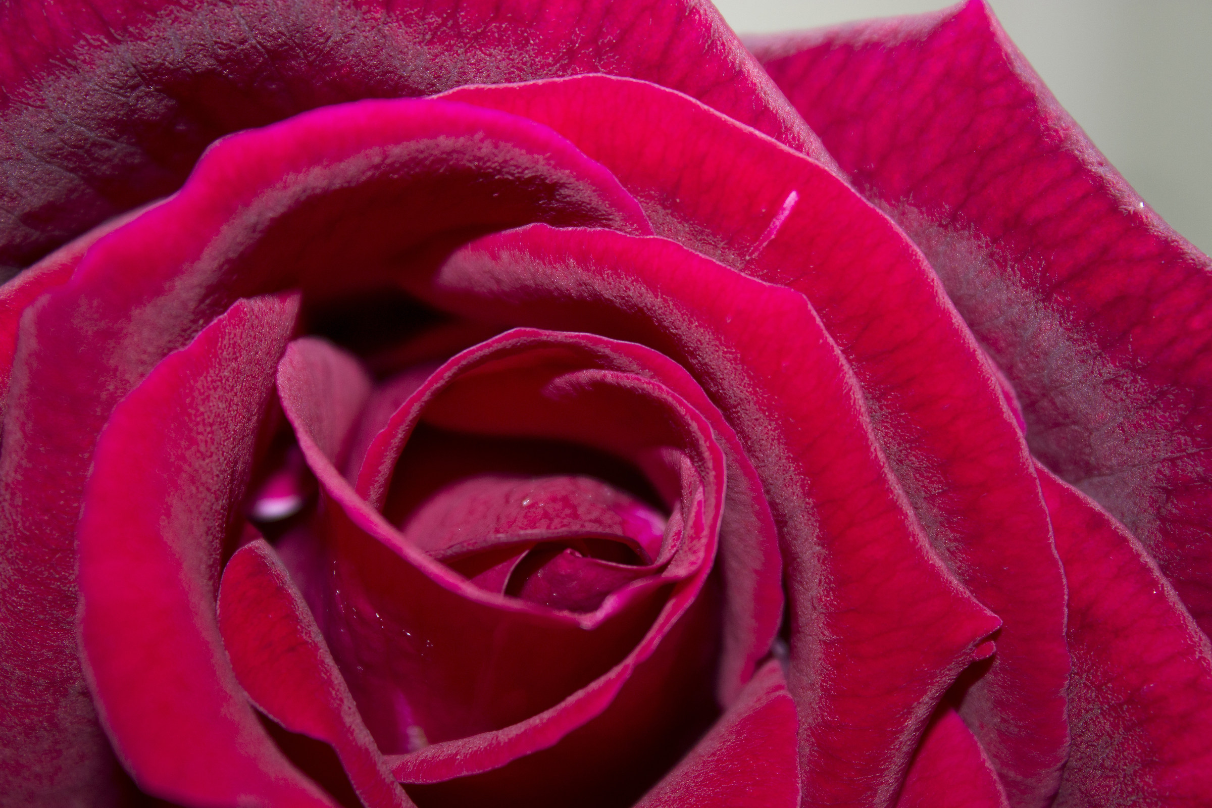 rose del nostro giardino