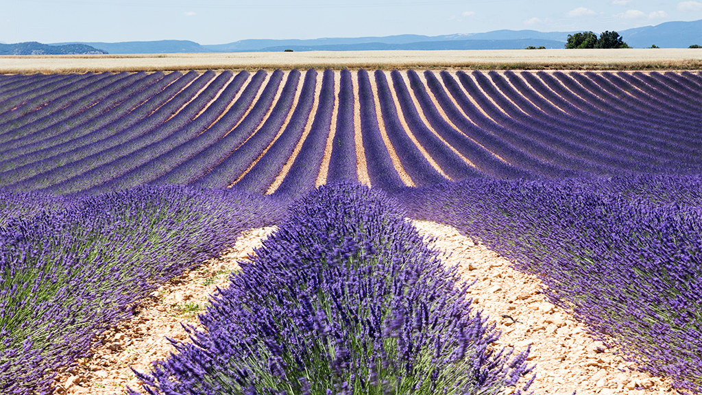 Expanse of lavender