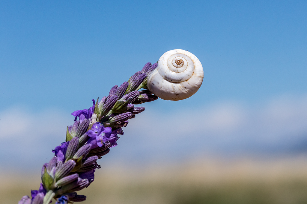 Snail Lavender