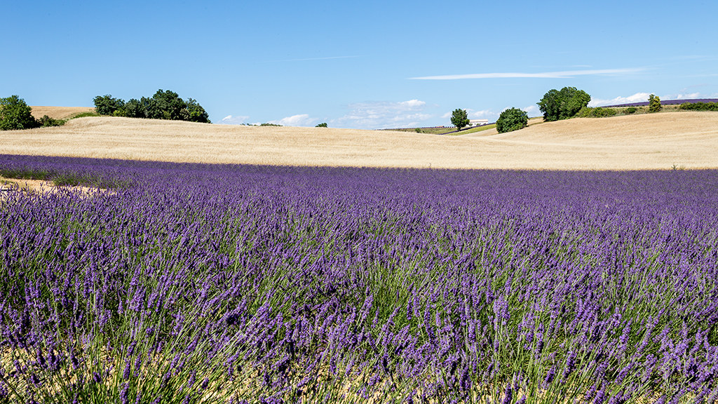 Wheat and lavender