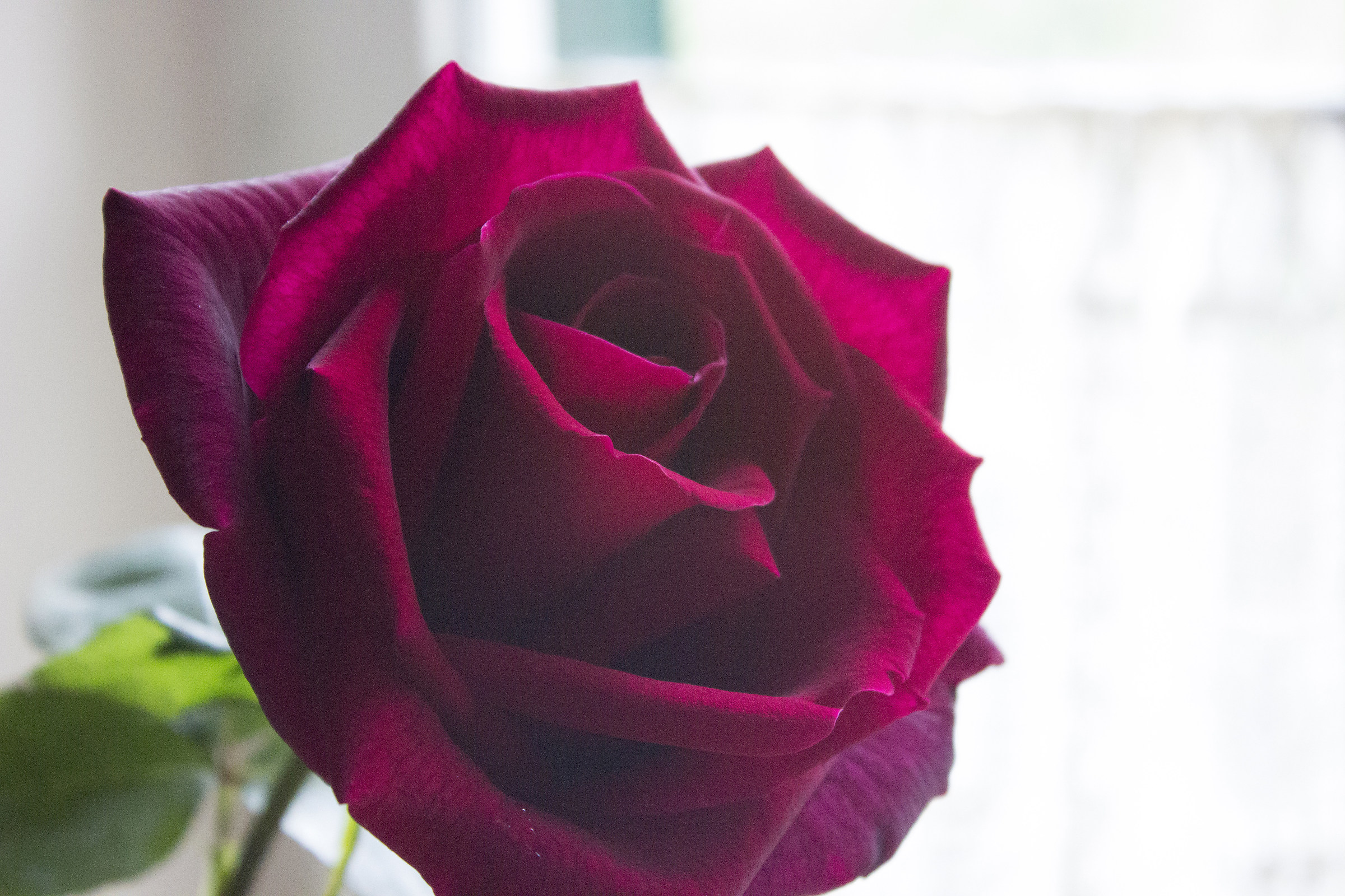 rose del nostro giardino