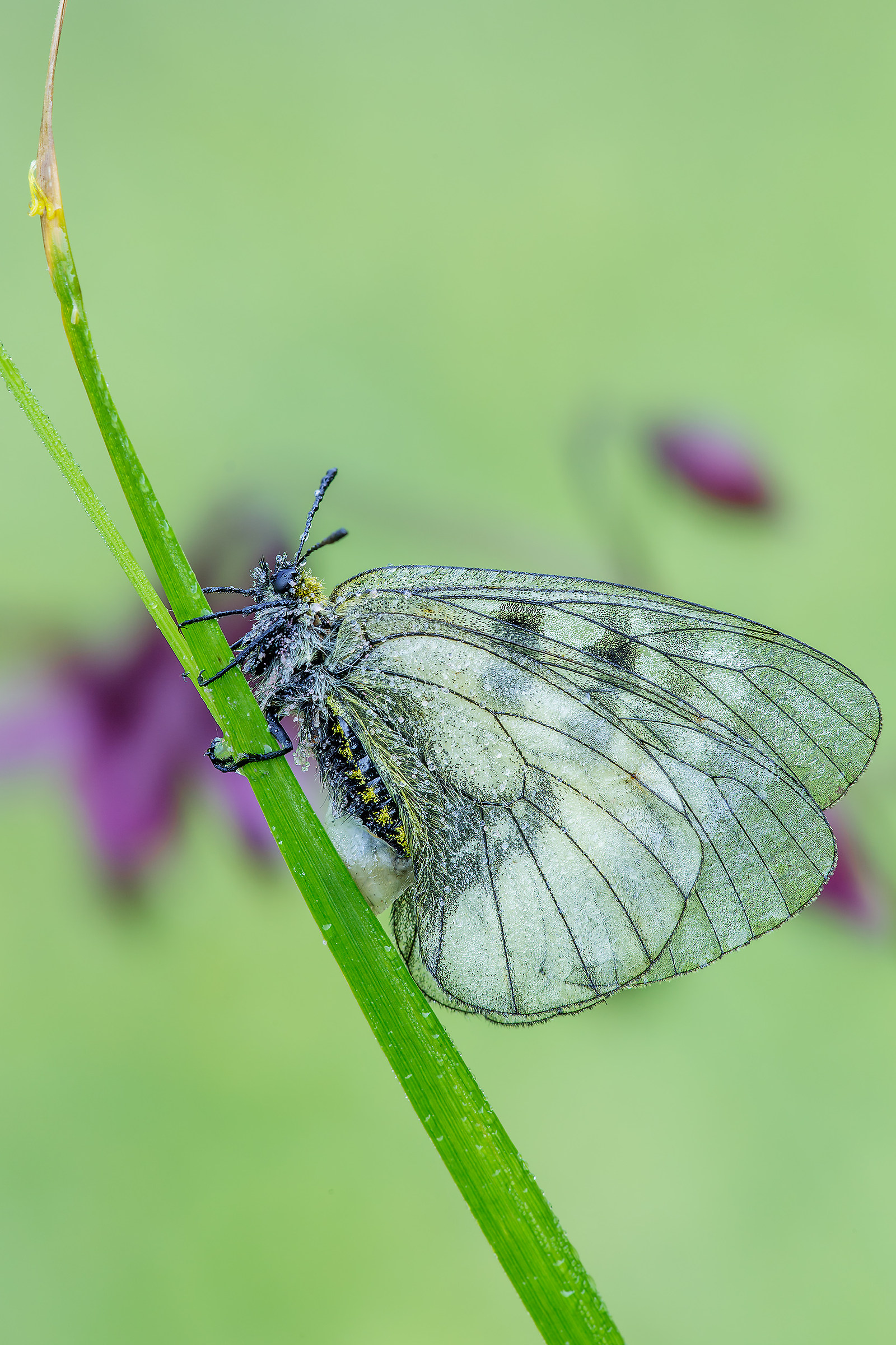 Parnassius mnemosine