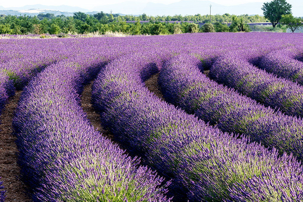 Looking lavender