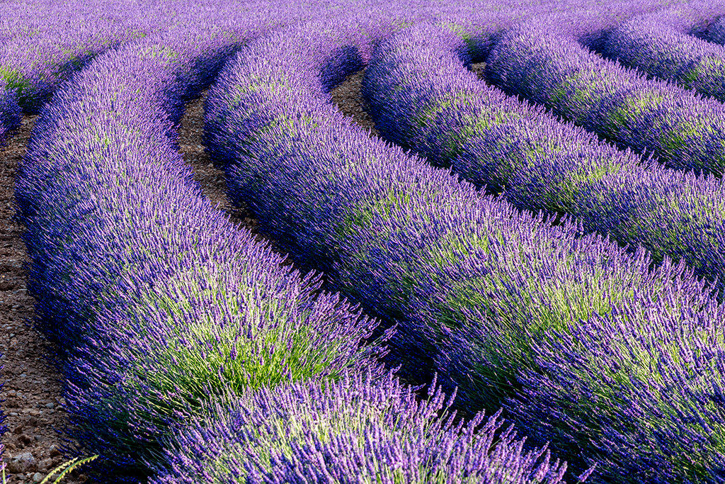 Geometries agricultural