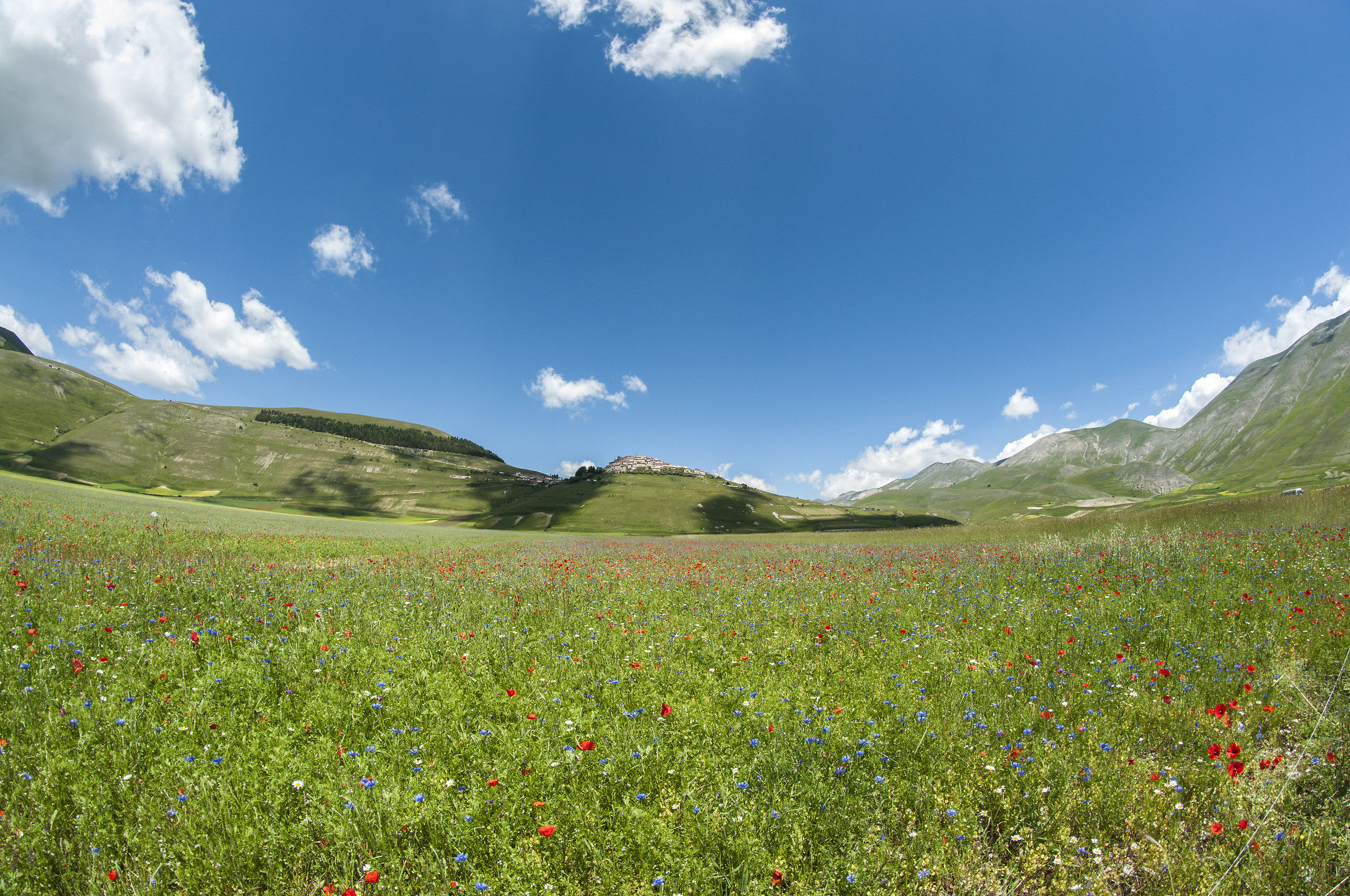Fioritura Castelluccio di Norcia